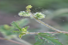 Tragia cannabina